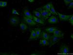 BPIL1 Antibody in Immunocytochemistry (ICC/IF)