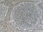 BPIL1 Antibody in Immunohistochemistry (Paraffin) (IHC (P))