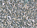 BPIL1 Antibody in Immunohistochemistry (Paraffin) (IHC (P))