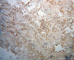 BPIL1 Antibody in Immunohistochemistry (Paraffin) (IHC (P))