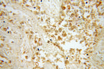 BPIL1 Antibody in Immunohistochemistry (Paraffin) (IHC (P))