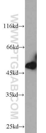 BPIL1 Antibody in Western Blot (WB)