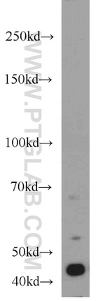 BPIL1 Antibody in Western Blot (WB)