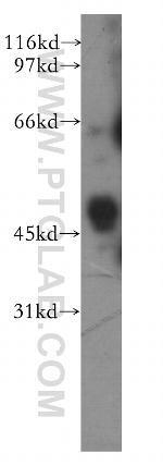 BPIL1 Antibody in Western Blot (WB)