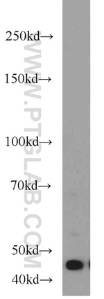 BPIL1 Antibody in Western Blot (WB)