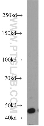 BPIL1 Antibody in Western Blot (WB)