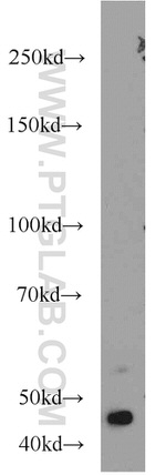 BPIL1 Antibody in Western Blot (WB)