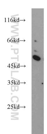BPIL1 Antibody in Western Blot (WB)