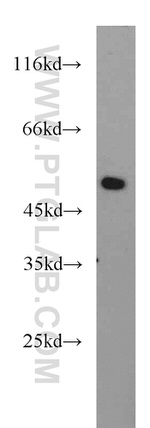 BPIL1 Antibody in Western Blot (WB)
