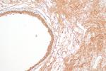 PER1 Antibody in Immunohistochemistry (Paraffin) (IHC (P))