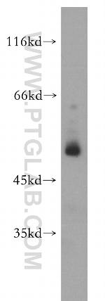 PER1 Antibody in Western Blot (WB)