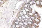 CABLES1 Antibody in Immunohistochemistry (Paraffin) (IHC (P))