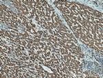HIBADH Antibody in Immunohistochemistry (Paraffin) (IHC (P))