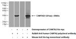 CAMTA2 Antibody in Western Blot (WB)