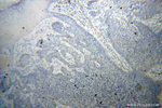 VASP Antibody in Immunohistochemistry (Paraffin) (IHC (P))