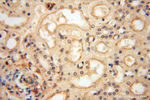 VASP Antibody in Immunohistochemistry (Paraffin) (IHC (P))