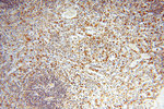 VASP Antibody in Immunohistochemistry (Paraffin) (IHC (P))