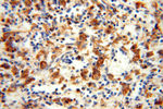 VASP Antibody in Immunohistochemistry (Paraffin) (IHC (P))