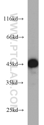 VASP Antibody in Western Blot (WB)