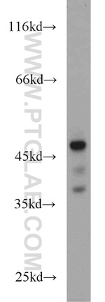 VASP Antibody in Western Blot (WB)