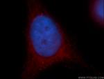 Cryptochrome 1 Antibody in Immunocytochemistry (ICC/IF)