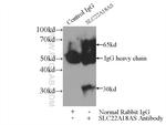 SLC22A18AS Antibody in Immunoprecipitation (IP)