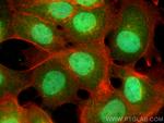 SENP8 Antibody in Immunocytochemistry (ICC/IF)