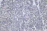 SENP8 Antibody in Immunohistochemistry (Paraffin) (IHC (P))