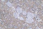 SENP8 Antibody in Immunohistochemistry (Paraffin) (IHC (P))