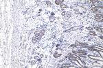 SENP8 Antibody in Immunohistochemistry (Paraffin) (IHC (P))