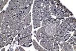 SENP8 Antibody in Immunohistochemistry (Paraffin) (IHC (P))