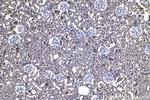SENP8 Antibody in Immunohistochemistry (Paraffin) (IHC (P))