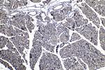 SENP8 Antibody in Immunohistochemistry (Paraffin) (IHC (P))