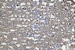 SENP8 Antibody in Immunohistochemistry (Paraffin) (IHC (P))