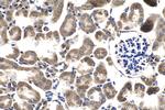 SENP8 Antibody in Immunohistochemistry (Paraffin) (IHC (P))