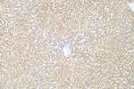 SENP8 Antibody in Immunohistochemistry (Paraffin) (IHC (P))