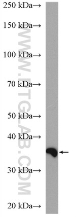 PPP2CA Antibody in Western Blot (WB)