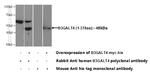 B3GALT4 Antibody in Western Blot (WB)