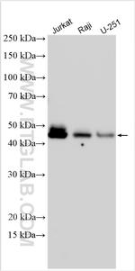 SNX16 Antibody in Western Blot (WB)