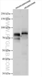 GP2 Antibody in Western Blot (WB)