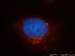 RUFY1 Antibody in Immunocytochemistry (ICC/IF)