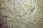 TAF7 Antibody in Immunohistochemistry (Paraffin) (IHC (P))