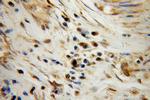 TAF7 Antibody in Immunohistochemistry (Paraffin) (IHC (P))