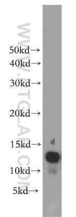 MTPN Antibody in Western Blot (WB)