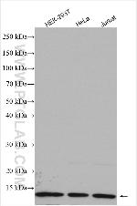 MTPN Antibody in Western Blot (WB)