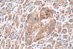 OXR1 Antibody in Immunohistochemistry (Paraffin) (IHC (P))