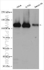 OXR1 Antibody in Western Blot (WB)