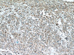 SPARCL1 Antibody in Immunohistochemistry (Paraffin) (IHC (P))