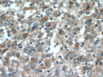 SPARCL1 Antibody in Immunohistochemistry (Paraffin) (IHC (P))