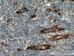 SPARCL1 Antibody in Immunohistochemistry (Paraffin) (IHC (P))
